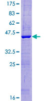 FUNDC1 Protein - 12.5% SDS-PAGE of human FUNDC1 stained with Coomassie Blue