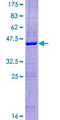 FUNDC1 Protein - 12.5% SDS-PAGE of human FUNDC1 stained with Coomassie Blue