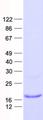 FUNDC1 Protein