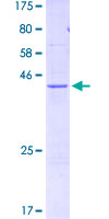 FUNDC2 Protein - 12.5% SDS-PAGE of human FUNDC2 stained with Coomassie Blue