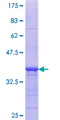 FUNDC2 Protein - 12.5% SDS-PAGE Stained with Coomassie Blue.