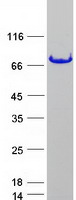 FUS / TLS Protein - Purified recombinant protein FUS was analyzed by SDS-PAGE gel and Coomassie Blue Staining