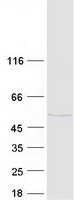 FUT1 / HSC Protein - Purified recombinant protein FUT1 was analyzed by SDS-PAGE gel and Coomassie Blue Staining