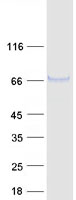 FUT11 Protein - Purified recombinant protein FUT11 was analyzed by SDS-PAGE gel and Coomassie Blue Staining
