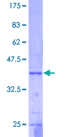 FUT2 / SE Protein - 12.5% SDS-PAGE of human FUT2 stained with Coomassie Blue
