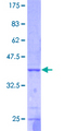 FUT2 / SE Protein - 12.5% SDS-PAGE of human FUT2 stained with Coomassie Blue