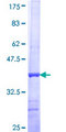 FUT2 / SE Protein - 12.5% SDS-PAGE Stained with Coomassie Blue.