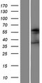 FUT4 / CD15 Protein - Western validation with an anti-DDK antibody * L: Control HEK293 lysate R: Over-expression lysate