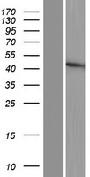 FUT5 Protein - Western validation with an anti-DDK antibody * L: Control HEK293 lysate R: Over-expression lysate