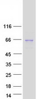 FUT8 Protein - Purified recombinant protein FUT8 was analyzed by SDS-PAGE gel and Coomassie Blue Staining