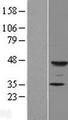 FUT9 Protein - Western validation with an anti-DDK antibody * L: Control HEK293 lysate R: Over-expression lysate