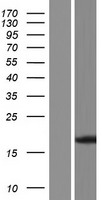 FXN / Frataxin Protein - Western validation with an anti-DDK antibody * L: Control HEK293 lysate R: Over-expression lysate