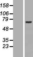 FXR1 Protein - Western validation with an anti-DDK antibody * L: Control HEK293 lysate R: Over-expression lysate