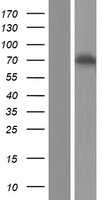 FXR1 Protein - Western validation with an anti-DDK antibody * L: Control HEK293 lysate R: Over-expression lysate