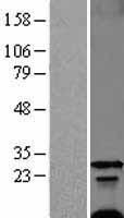 FXYD1 / Phospholemman Protein - Western validation with an anti-DDK antibody * L: Control HEK293 lysate R: Over-expression lysate
