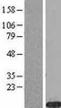 FXYD2 Protein - Western validation with an anti-DDK antibody * L: Control HEK293 lysate R: Over-expression lysate