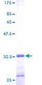 FXYD2 Protein - 12.5% SDS-PAGE of human FXYD2 stained with Coomassie Blue