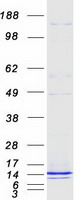 FXYD2 Protein - Purified recombinant protein FXYD2 was analyzed by SDS-PAGE gel and Coomassie Blue Staining