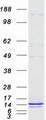 FXYD2 Protein - Purified recombinant protein FXYD2 was analyzed by SDS-PAGE gel and Coomassie Blue Staining