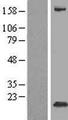 FXYD3 Protein - Western validation with an anti-DDK antibody * L: Control HEK293 lysate R: Over-expression lysate