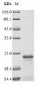 FXYD3 Protein - (Tris-Glycine gel) Discontinuous SDS-PAGE (reduced) with 5% enrichment gel and 15% separation gel.