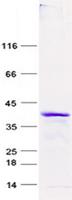FXYD3 Protein