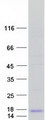 FXYD3 Protein - Purified recombinant protein FXYD3 was analyzed by SDS-PAGE gel and Coomassie Blue Staining