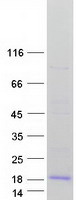 FXYD3 Protein - Purified recombinant protein FXYD3 was analyzed by SDS-PAGE gel and Coomassie Blue Staining