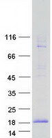 FXYD3 Protein - Purified recombinant protein FXYD3 was analyzed by SDS-PAGE gel and Coomassie Blue Staining