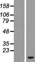 FXYD4 Protein - Western validation with an anti-DDK antibody * L: Control HEK293 lysate R: Over-expression lysate