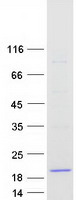 FXYD6 Protein - Purified recombinant protein FXYD6 was analyzed by SDS-PAGE gel and Coomassie Blue Staining