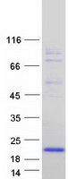 FXYD6 Protein - Purified recombinant protein FXYD6 was analyzed by SDS-PAGE gel and Coomassie Blue Staining