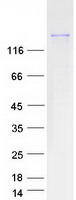 FYCO1 Protein - Purified recombinant protein FYCO1 was analyzed by SDS-PAGE gel and Coomassie Blue Staining