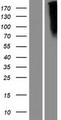 FZD10 / Frizzled 10 Protein - Western validation with an anti-DDK antibody * L: Control HEK293 lysate R: Over-expression lysate