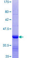 FZD10 / Frizzled 10 Protein - 12.5% SDS-PAGE Stained with Coomassie Blue.