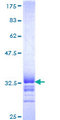 FZD2 / Frizzled 2 Protein - 12.5% SDS-PAGE Stained with Coomassie Blue.