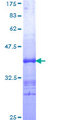 FZD4 / Frizzled 4 Protein - 12.5% SDS-PAGE Stained with Coomassie Blue