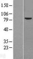 FZD6 / Frizzled 6 Protein - Western validation with an anti-DDK antibody * L: Control HEK293 lysate R: Over-expression lysate