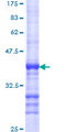 FZD6 / Frizzled 6 Protein - 12.5% SDS-PAGE Stained with Coomassie Blue