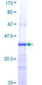 FZD8 / Frizzled 8 Protein - 12.5% SDS-PAGE Stained with Coomassie Blue