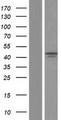 FZR1 Protein - Western validation with an anti-DDK antibody * L: Control HEK293 lysate R: Over-expression lysate