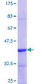 FZR1 Protein - 12.5% SDS-PAGE Stained with Coomassie Blue.