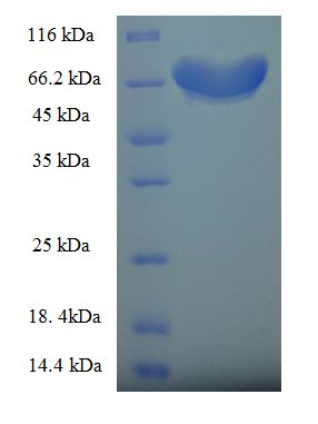 FZR1 Protein