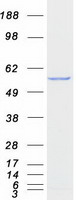 FZR1 Protein - Purified recombinant protein FZR1 was analyzed by SDS-PAGE gel and Coomassie Blue Staining