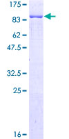 G3BP1 / G3BP Protein - 12.5% SDS-PAGE of human G3BP stained with Coomassie Blue