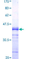 G3BP1 / G3BP Protein - 12.5% SDS-PAGE Stained with Coomassie Blue.