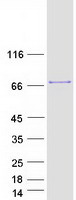 G3BP1 / G3BP Protein - Purified recombinant protein G3BP1 was analyzed by SDS-PAGE gel and Coomassie Blue Staining