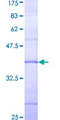 G3BP2 Protein - 12.5% SDS-PAGE Stained with Coomassie Blue
