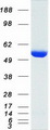 G6PD Protein - Purified recombinant protein G6PD was analyzed by SDS-PAGE gel and Coomassie Blue Staining