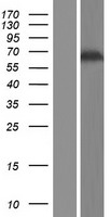GAB3 Protein - Western validation with an anti-DDK antibody * L: Control HEK293 lysate R: Over-expression lysate